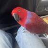 BEAUTIFUL 8 MNTH VOS-MAERIE ECLECTUS PARROT