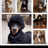 Rare Colors/Patterns & Royal Sized standard poodles Puppies