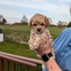 On Hold - Abby Female Toy Poodle