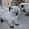 Price reduced! Himalayan cross kittens