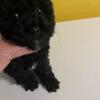 Toy Poodle male Born March 20 , 2024