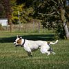 Retired 4.5 Year Old Female - American Bulldog