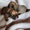 French bulldog AKC puppies for sale