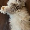 2 year old Persian looking for new home