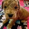 Cooper a male toy poodle available