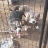 American bully pups for sale