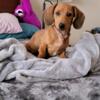 Colby - Male Dachshund Puppy