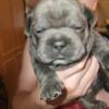 Frenchie Puppies For Sale