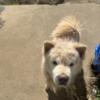 Male Chow Chow For Re-Homing