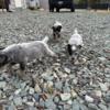 Blue heeler tri color only 2 puppies left