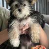 Male morkie puppy ready for new home
