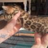 Brown Rosette spotted Bengal Female