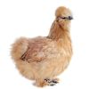 30 Japanese Silkie Hatching Eggs for hatching & Japanese Silkie for Sale