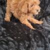 Red toy male poodle pup Kokomo ind