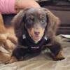 Longhair Dachshund Puppy for sale