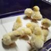 *Chicken chicks hatched 3rd week of march $3*