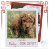 F1B CAVAPOO PUPPIES (1 FEMALE AND 4 MALES)