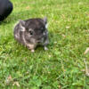Baby Chinchillas and adults