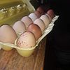Free Range farm eggs