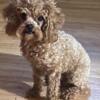 2 different akc red poodle 3 lbs 6 ozs  stud only,