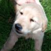 AKC Golden retriever female puppy genetic health tested