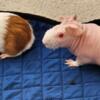Female Skinny Pig and American Guinea Pig Bonded Pair