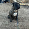MC Cane Corso: New Puppies Arriving Valentines Day