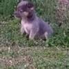 Pur breed Teacup Chihuahua puppies Ready for Forever Homes