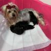 1 Traditional Yorkie Puppies Available