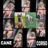 Price Reduced ICCF REGISTERED CANE COROS PUPS