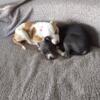 6 months old puppies looking for their forever home
