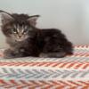Maine Coon Kitten (kitten 2)
