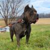 Cane corso puppies 1 blue and 1 black