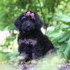 Beautiful Mini Bernedoodle Puppies available -One girl left