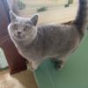 British Shorthair Female Kitten CFA Registered