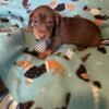 Beautiful chocolate Miniature Dachshund male puppy