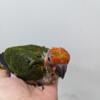 High Red Sun Conures - 1 left!