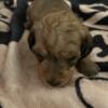 Wirehair dachshund puppy for sale