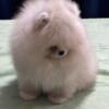 3 months old Pomeranian Puppy