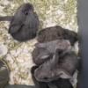 2024 babies bunnies looking for new homes