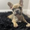 Beautiful Fawn Frenchie 2 months Old
