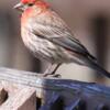 Finches  for sale nice birds signs beautiful