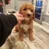 Poodle puppy female