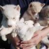 Husky Puppies For Sale