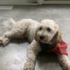 Name: Omaboy         Male: Mini GoldenDoodle looking for Females