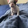 French bulldog for sale $2000