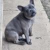 Frechie bulldog 2 males  1300 no papers or 2500 whit akc