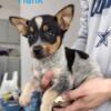 Chihuahua heeler mix puppies