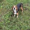 Free male intact beagle about 2 yrs old