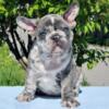 Mexx  French Bulldog male puppy for sale. $4,500